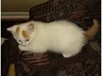 Adopt 4 kittens a Calico or Dilute Calico Domestic Shorthair (short coat) cat in