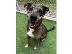 Adopt Cato a Brown/Chocolate Catahoula Leopard Dog / Mixed dog in San Antonio