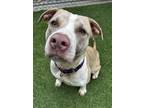 Adopt Lilly a Tan/Yellow/Fawn American Staffordshire Terrier / Mixed dog in San