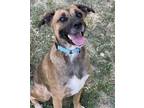 Adopt Lucy a Brown/Chocolate Shepherd (Unknown Type) / Terrier (Unknown Type