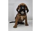 Adopt Latesha a Red/Golden/Orange/Chestnut - with White Beagle / Hound (Unknown