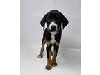 Adopt Leanne a Tricolor (Tan/Brown & Black & White) Beagle / Hound (Unknown