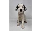 Adopt Laci a White - with Black Beagle / Hound (Unknown Type) / Mixed dog in New