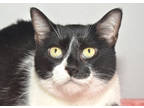 Adopt Little Boy a All Black Domestic Shorthair / Domestic Shorthair / Mixed cat