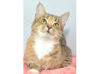 Adopt Patches a Brown or Chocolate Domestic Shorthair / Domestic Shorthair /