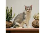 Adopt Guadeloupe a White Domestic Shorthair / Domestic Shorthair / Mixed cat in