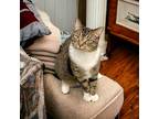 Adopt Barbados a White Domestic Shorthair / Domestic Shorthair / Mixed cat in