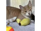 Adopt Margarine a Orange or Red Domestic Shorthair / Domestic Shorthair / Mixed