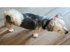 Adopt Ziggy #5 a Tan/Yellow/Fawn Shih Tzu / Mixed dog in Umatilla, FL (38825654)