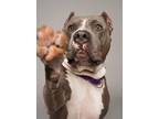 Adopt Dreamboat a Gray/Blue/Silver/Salt & Pepper American Pit Bull Terrier /