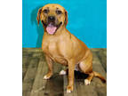 Adopt Antonia K108 7-10-23 a Brown/Chocolate Hound (Unknown Type) / Mixed dog in