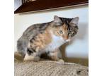 Adopt Inez a White Domestic Longhair / Domestic Shorthair / Mixed cat in North