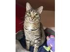 Adopt Moosic 28- Lion a Brown or Chocolate Domestic Shorthair / Domestic