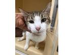 Adopt Moosic 23- Hyena a White Domestic Shorthair / Domestic Shorthair / Mixed