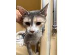 Adopt Moosic 19- Baboon a Brown or Chocolate Domestic Shorthair / Domestic