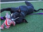 Adopt Casino a Black American Pit Bull Terrier / Mixed dog in Kansas City