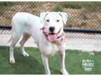Adopt Bonnie a White Dogo Argentino / Mixed dog in Kansas City, MO (38888776)