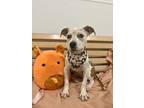 Adopt Patches a White American Pit Bull Terrier / Mixed dog in Kansas City