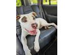 Adopt Cree a White American Pit Bull Terrier / Mixed dog in Kansas City