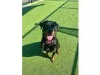 Adopt Cha Cha a Black Rottweiler / Mixed dog in Kansas City, MO (38872892)