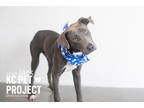 Adopt Jack a Gray/Blue/Silver/Salt & Pepper Mixed Breed (Large) / Mixed dog in
