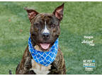 Adopt Hogie a Brown/Chocolate American Pit Bull Terrier / Mixed dog in Kansas