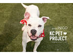 Adopt Inigo a White American Pit Bull Terrier / Mixed dog in Kansas City