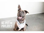 Adopt Jager a Gray/Blue/Silver/Salt & Pepper Mixed Breed (Large) / Mixed dog in