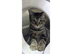 Adopt Woosh a Brown or Chocolate Domestic Shorthair / Domestic Shorthair / Mixed