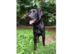 Adopt Duggy a Black Labrador Retriever / Mixed dog in Madison, NJ (38652040)
