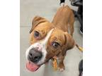 Adopt Angie a Red/Golden/Orange/Chestnut Boxer / Mixed dog in Madison