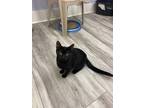 Adopt Phantom a All Black Domestic Shorthair / Domestic Shorthair / Mixed cat in