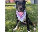 Adopt Verity a Black American Pit Bull Terrier / Mixed dog in Kansas City