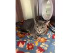 Adopt Leo a Domestic Short Hair