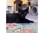 Adopt Molly a All Black Domestic Shorthair / Domestic Shorthair / Mixed cat in