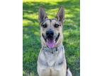 Adopt Jumanji a Tan/Yellow/Fawn Shepherd (Unknown Type) / Catahoula Leopard Dog