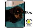 Adopt Bluey a Brown/Chocolate Shepherd (Unknown Type) / Miniature Pinscher /