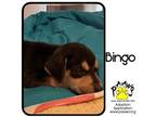 Adopt Bingo a Brown/Chocolate Shepherd (Unknown Type) / Miniature Pinscher /