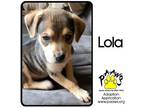 Adopt Lola a Brown/Chocolate Shepherd (Unknown Type) / Miniature Pinscher /