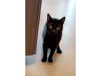 Adopt Gadriel a All Black Domestic Shorthair / Domestic Shorthair / Mixed cat in