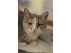 Adopt Paloma a Tan or Fawn Domestic Shorthair / Domestic Shorthair / Mixed cat