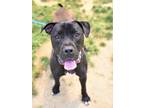 Adopt Seven a Black Mastiff / Mixed dog in Fallston, MD (37546275)