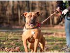 Adopt Shasta a Red/Golden/Orange/Chestnut Mixed Breed (Large) / Mixed dog in