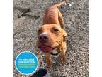 Adopt Hopper a Pit Bull Terrier