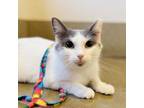 Adopt O'Donnell a Domestic Short Hair