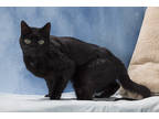 Adopt Mister a All Black Domestic Shorthair / Domestic Shorthair / Mixed (short