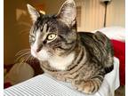Adopt *Post Meowlone a Domestic Shorthair / Mixed cat in Pomona, CA (38825328)
