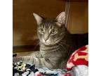 Adopt Louie a Domestic Short Hair