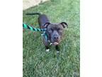 Adopt Howie a Black American Pit Bull Terrier / Mixed dog in Fishers