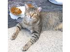 Adopt Waffles (at PetSmart) a Brown or Chocolate Domestic Shorthair / Domestic